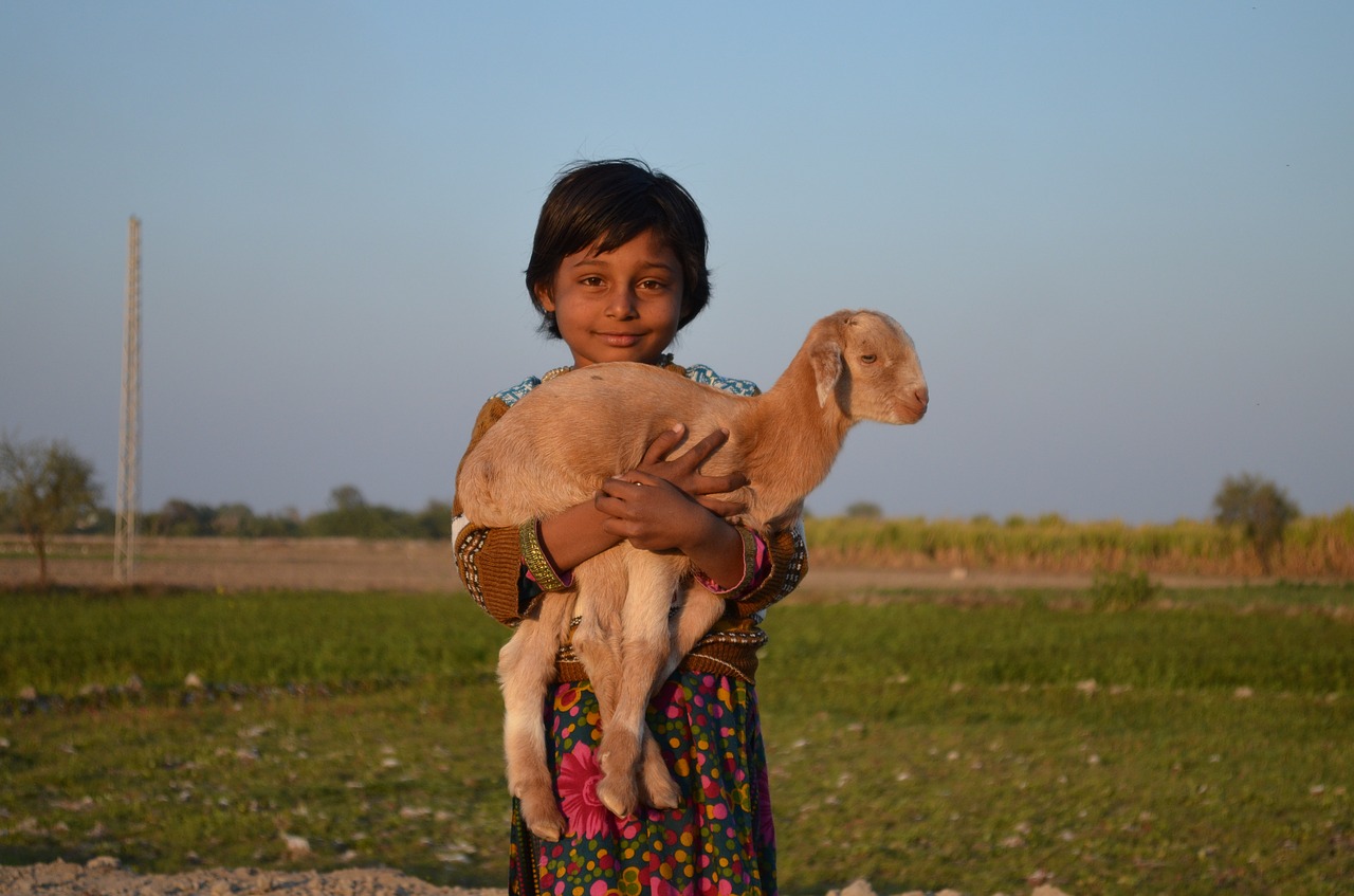 child goat cute free photo