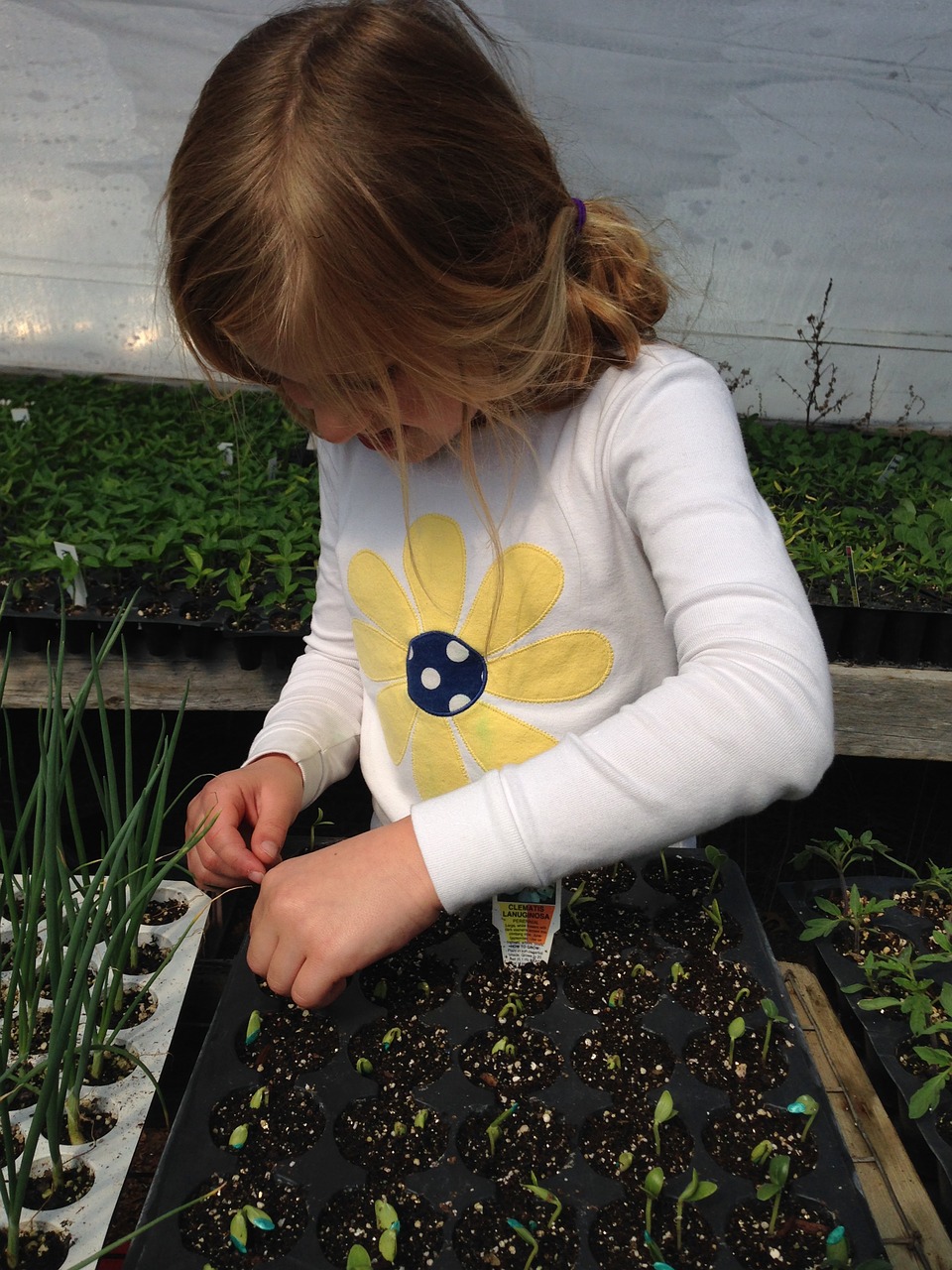 child planting seeds starting plants free photo