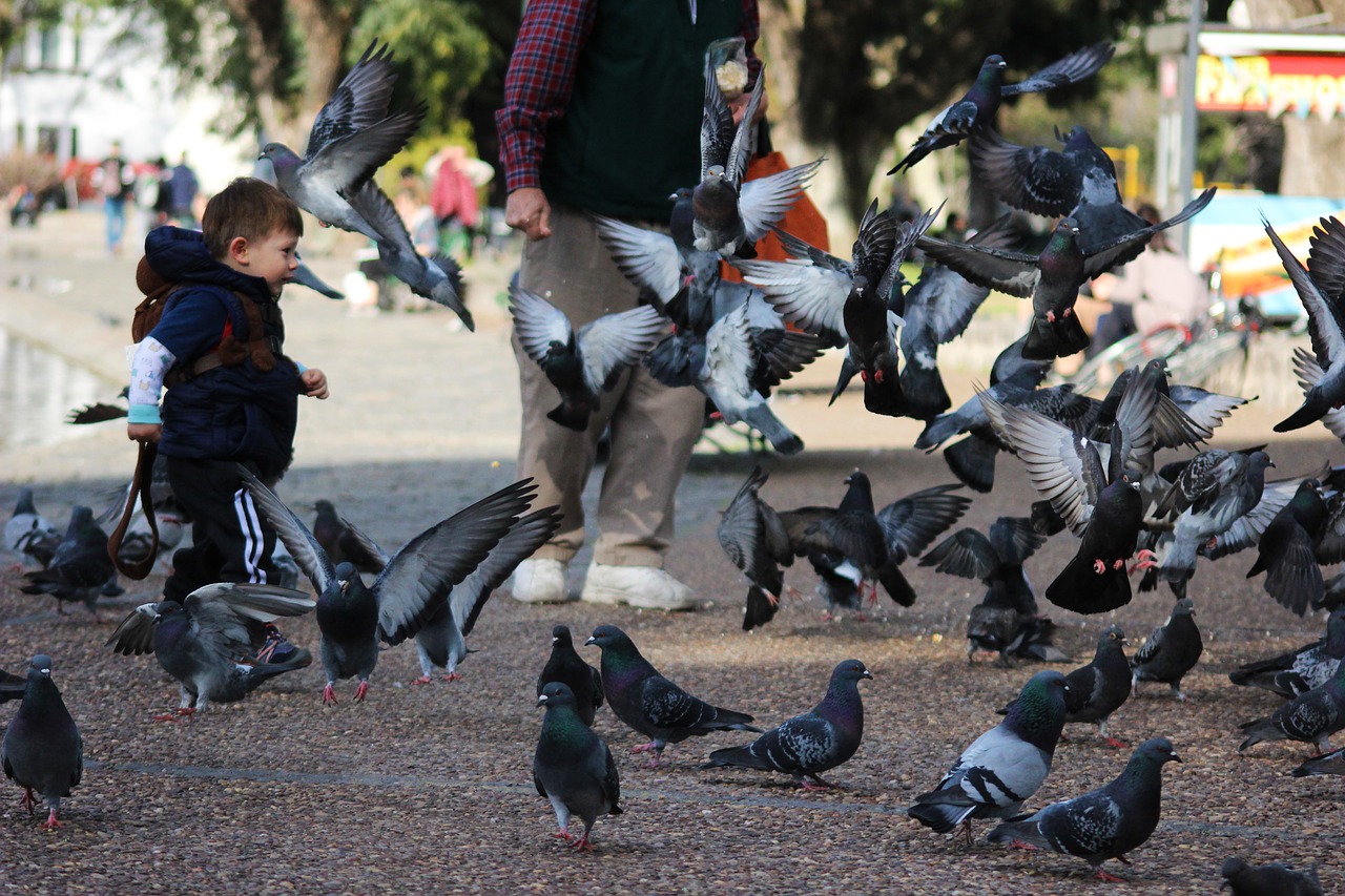 child playing  pigeons  plaza free photo