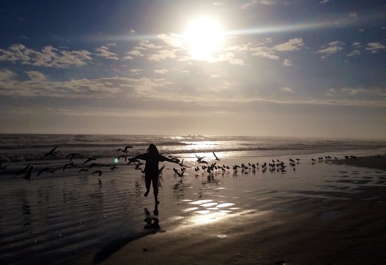 child playing birds beach free photo