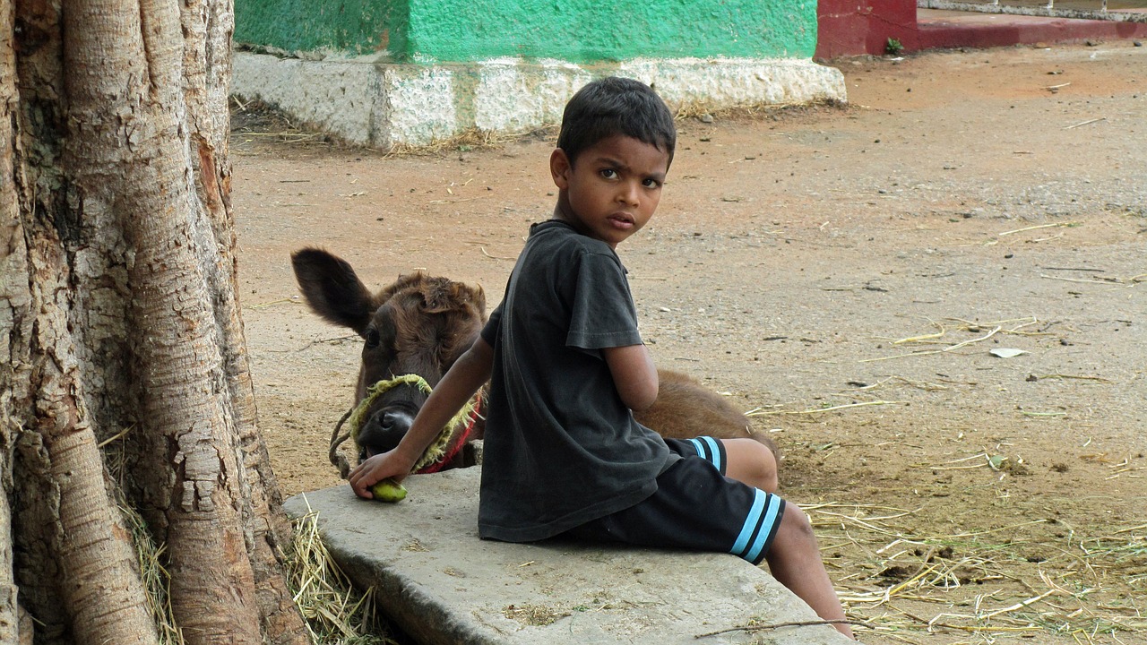child with calf india is free photo