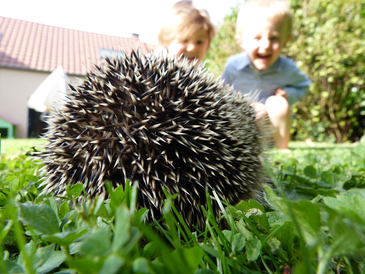 children garden hedgehog free photo