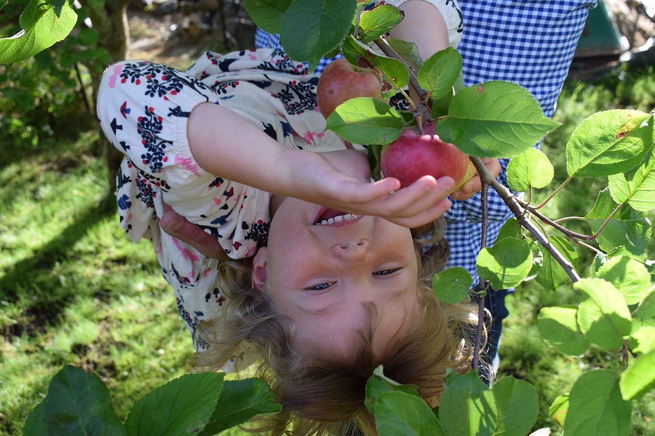 children garden apple free photo