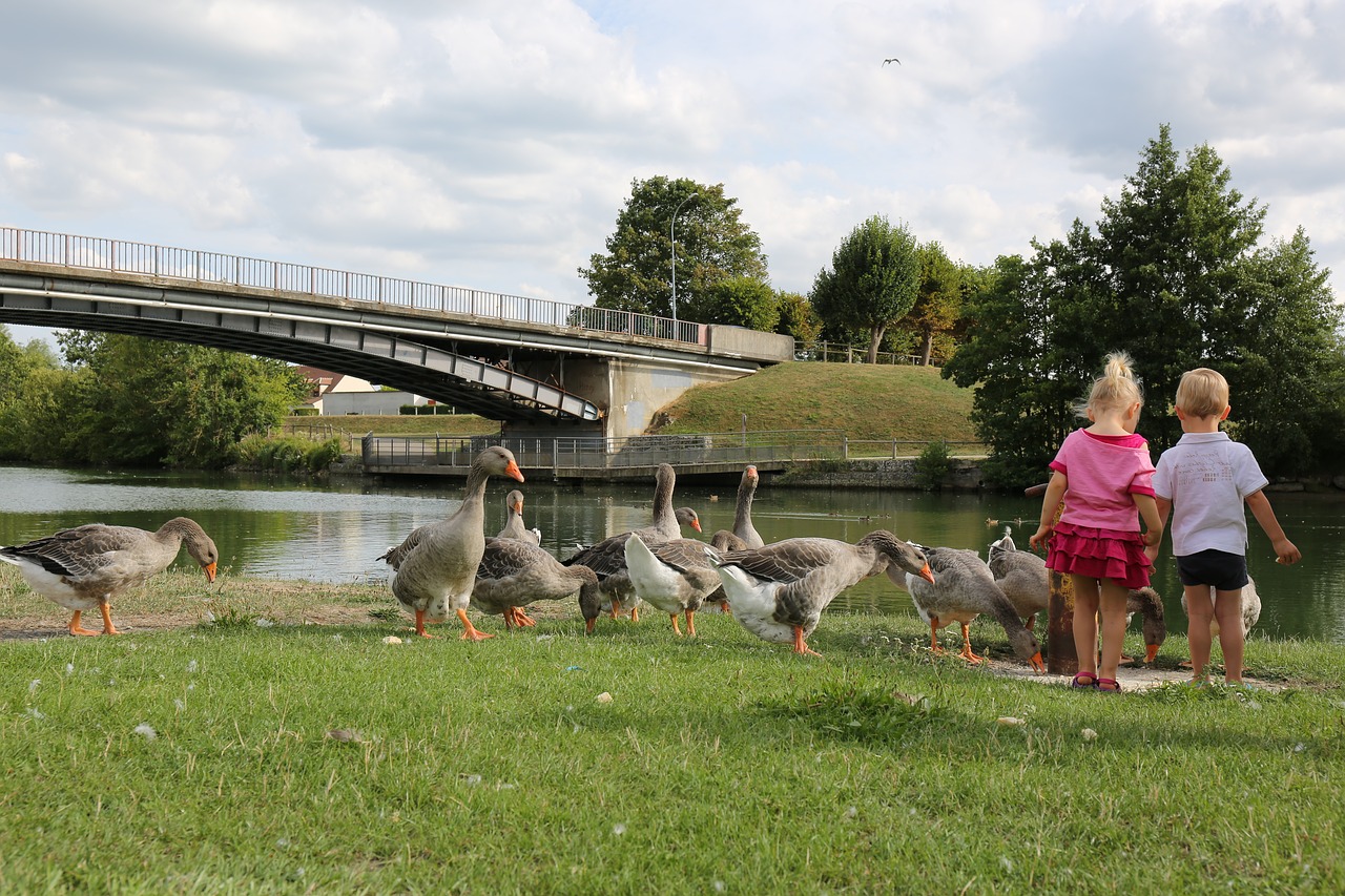 children geese country free photo