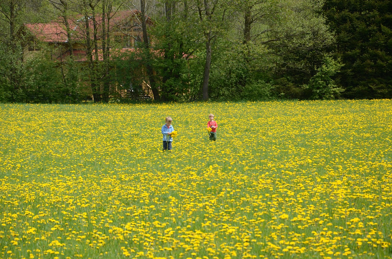 children meadow dandelion free photo