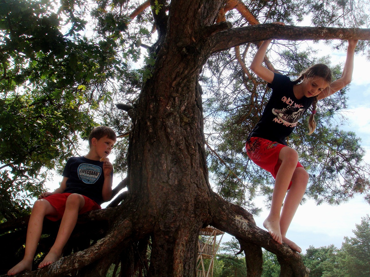 children tree climbing free photo