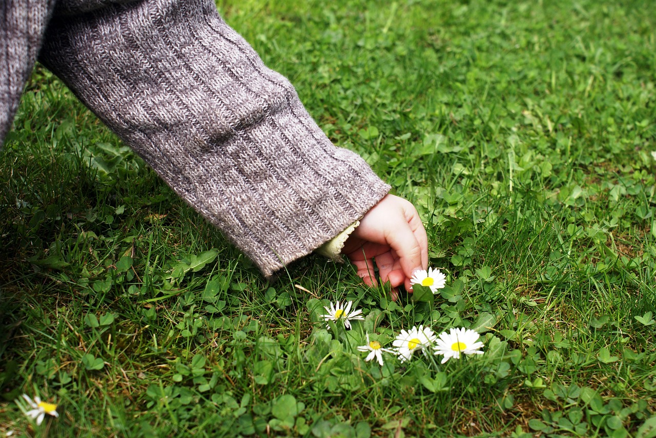 child's hand pick flowers daisy free photo