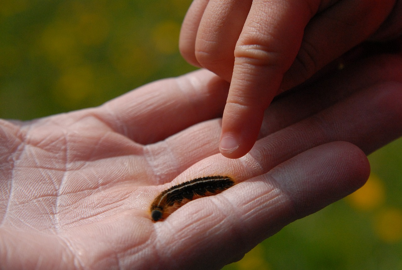 child's hand finger caterpillar free photo