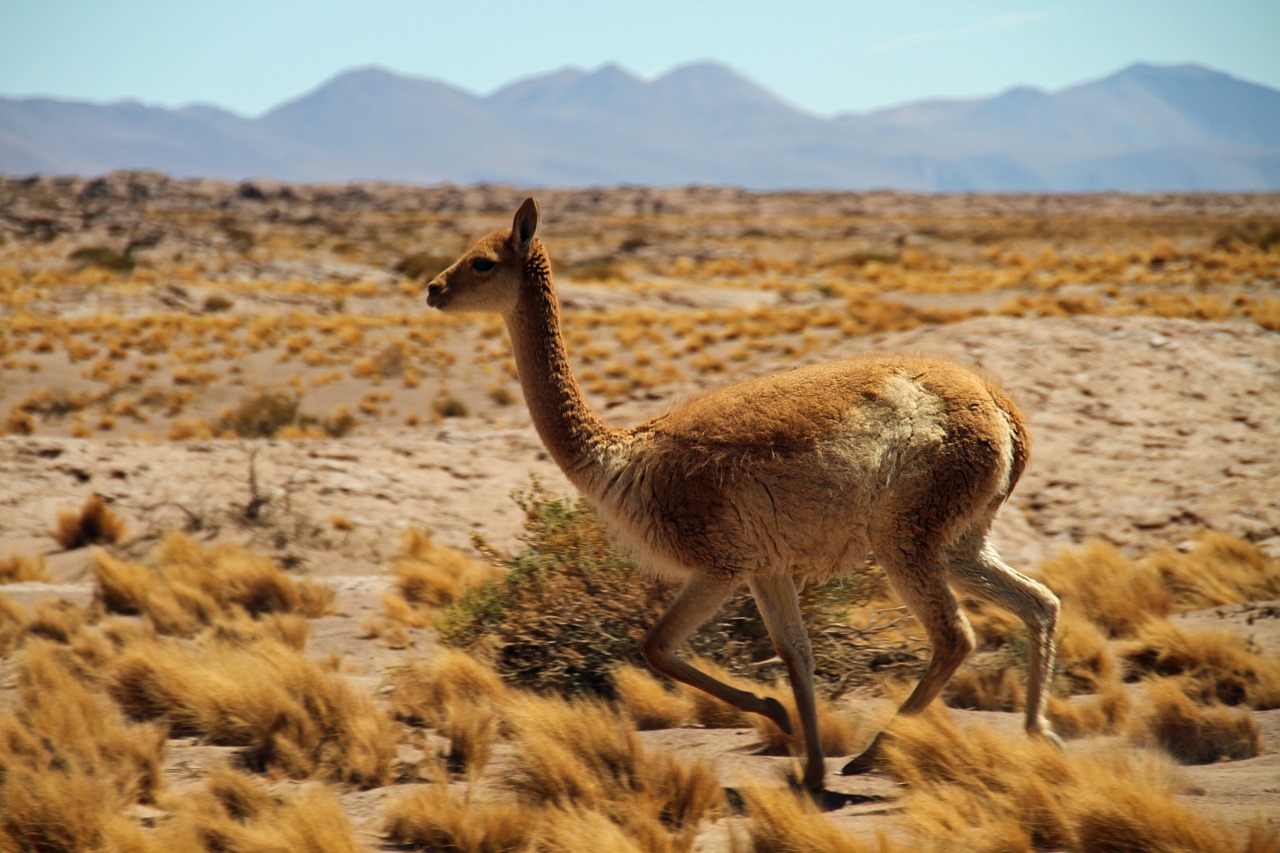 chile atacama desert south free photo