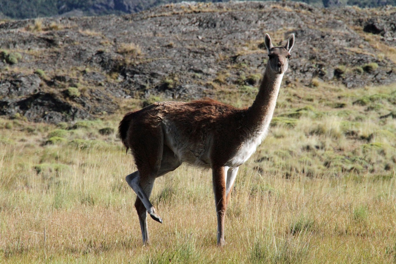 chile chilean guanaco free photo