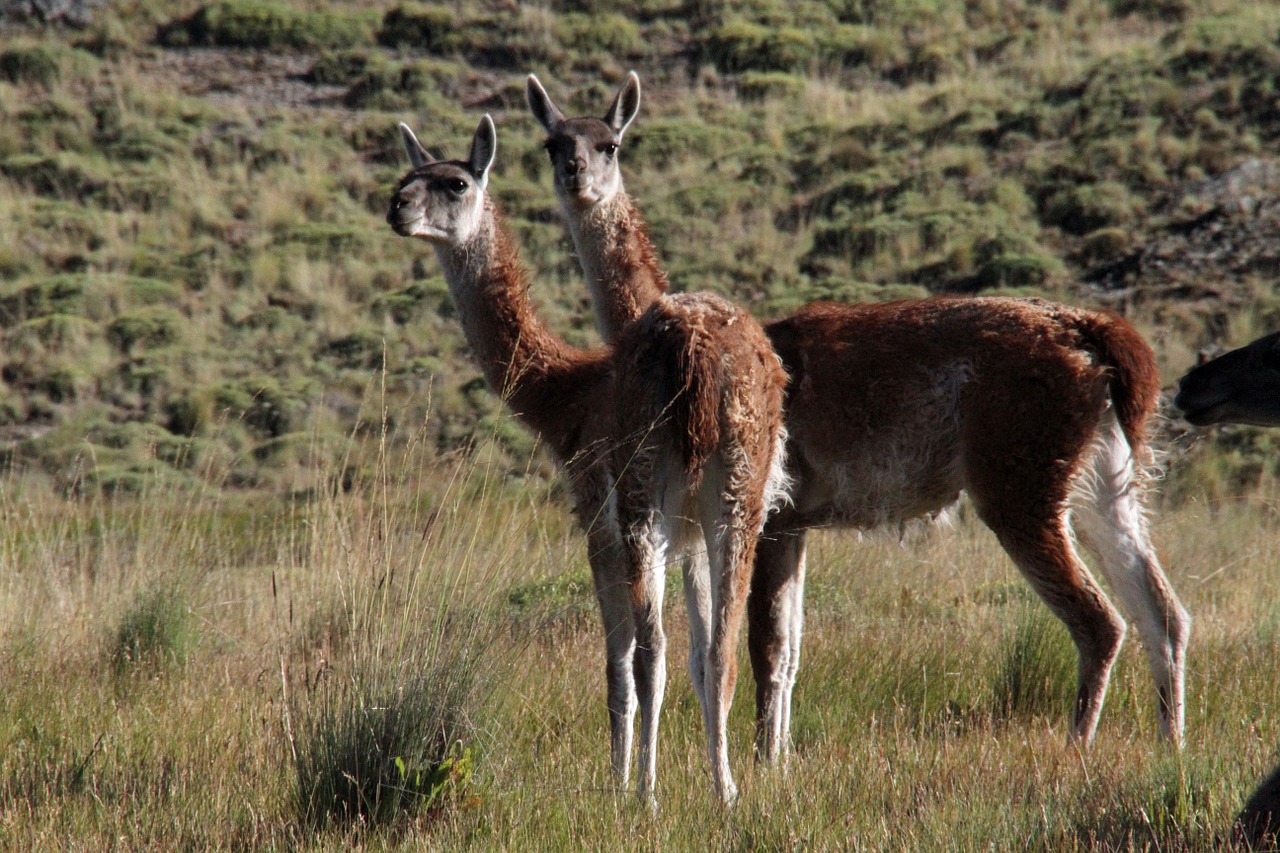 chile chilean guanaco free photo