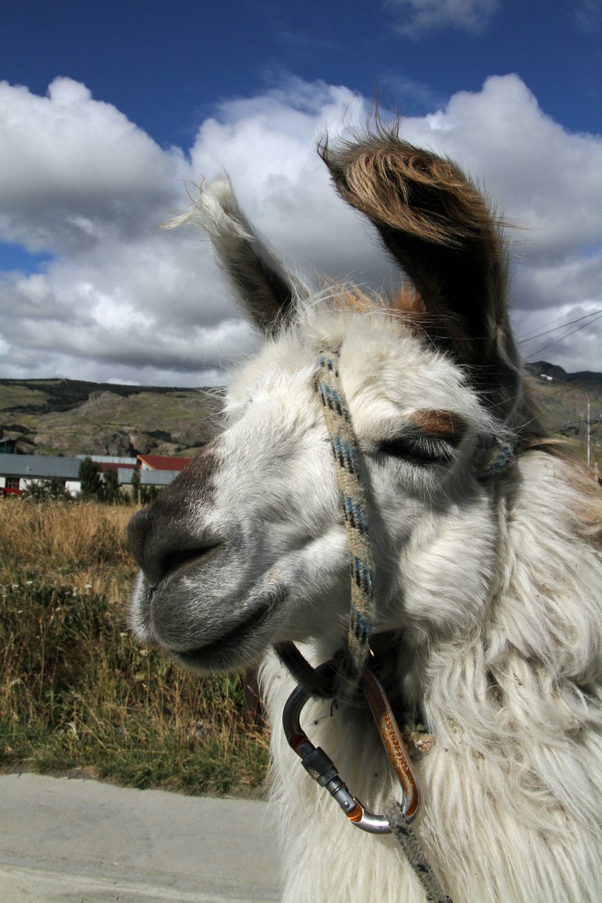 chile chilean llama free photo