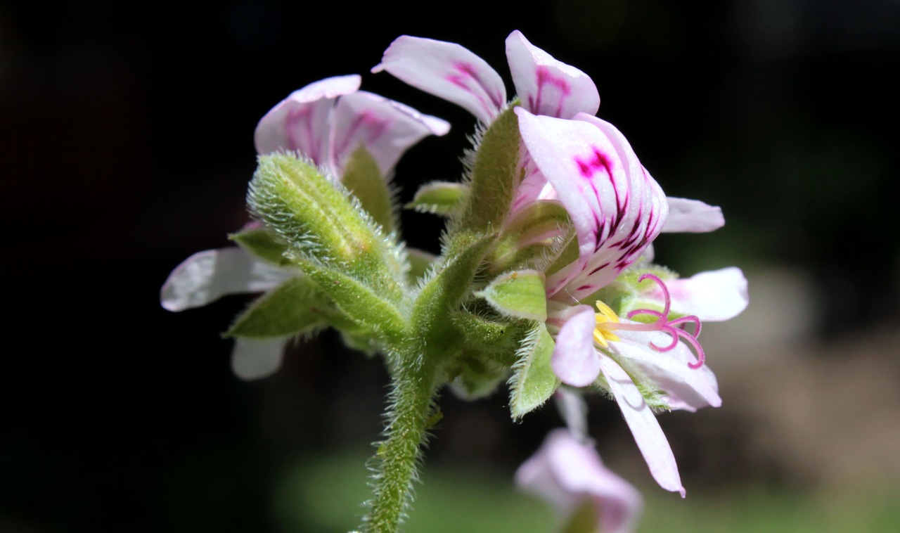 flower plant chile free photo