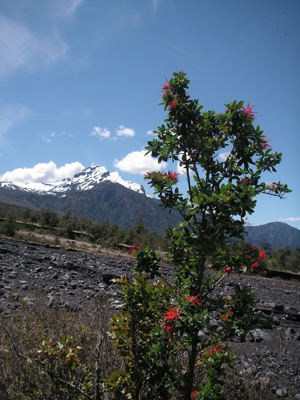 chile volcano bush free photo