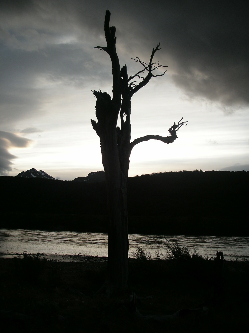 chile sunset dead tree free photo