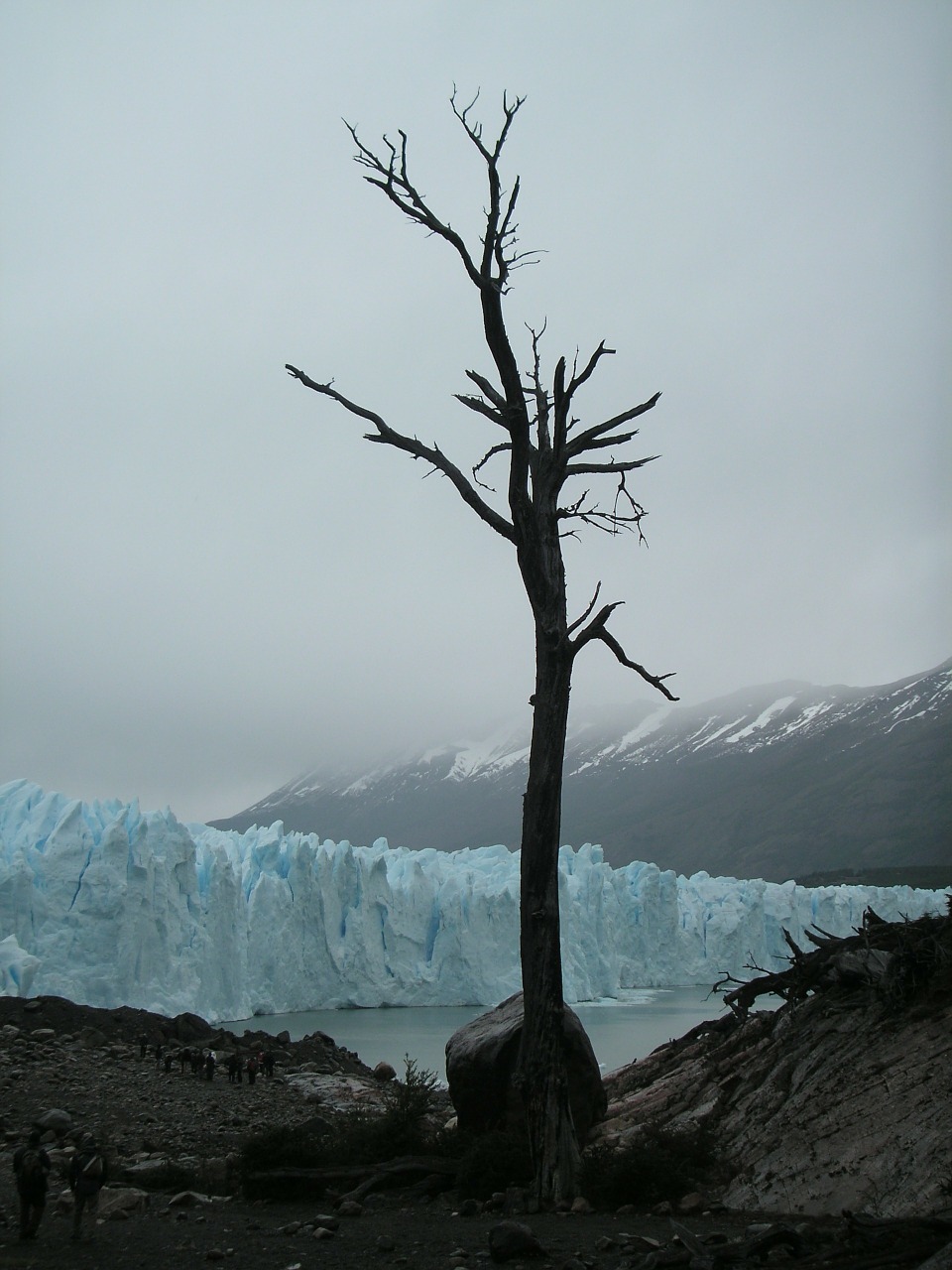 chile glacier dead tree free photo