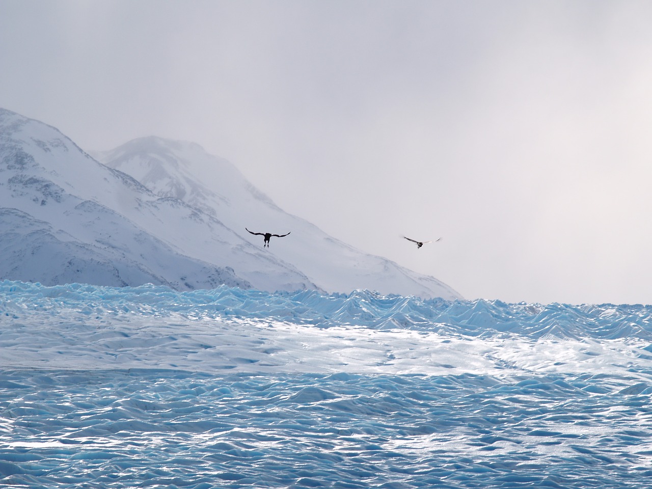 chile glacier patagonia free photo