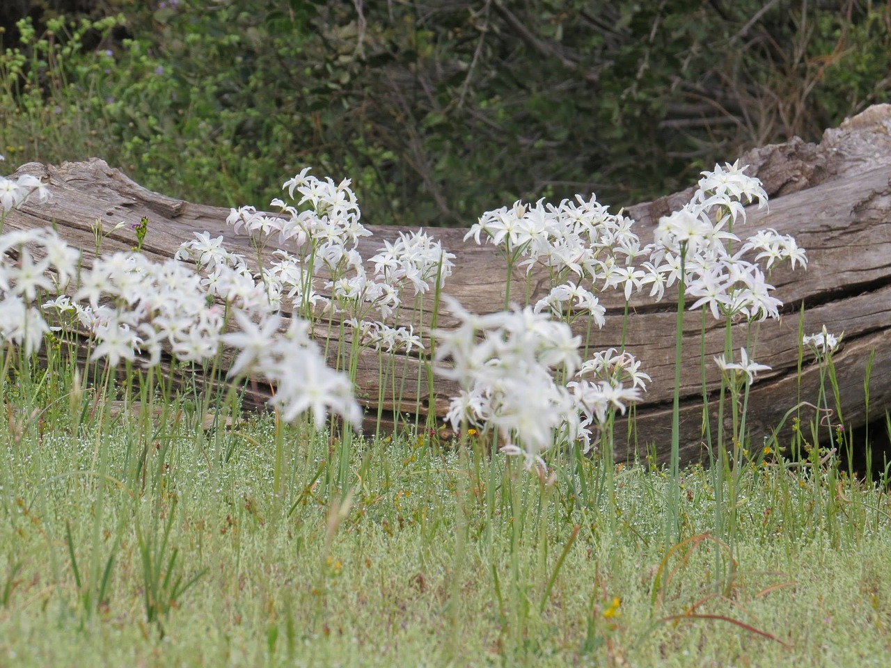 chile flower nature free photo