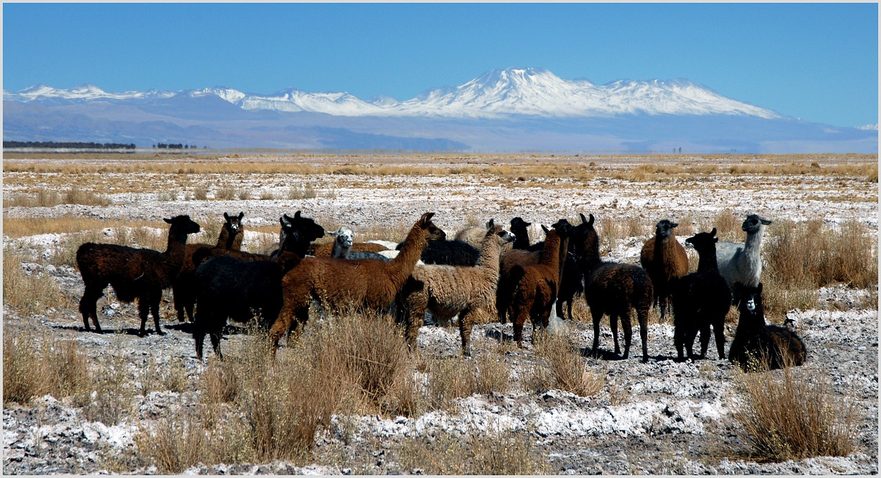 chile landscape lama free photo