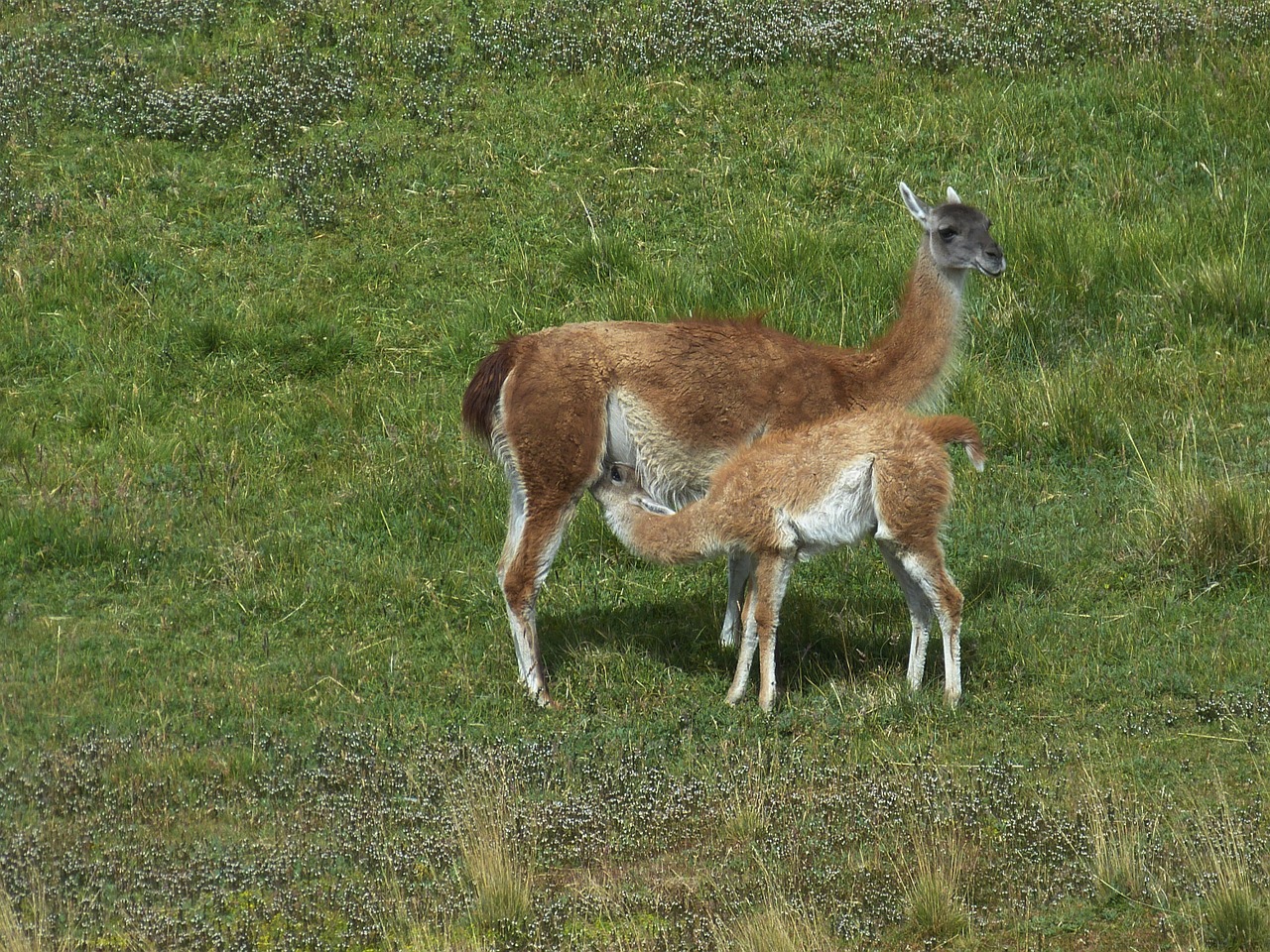 chile south america patagonia free photo