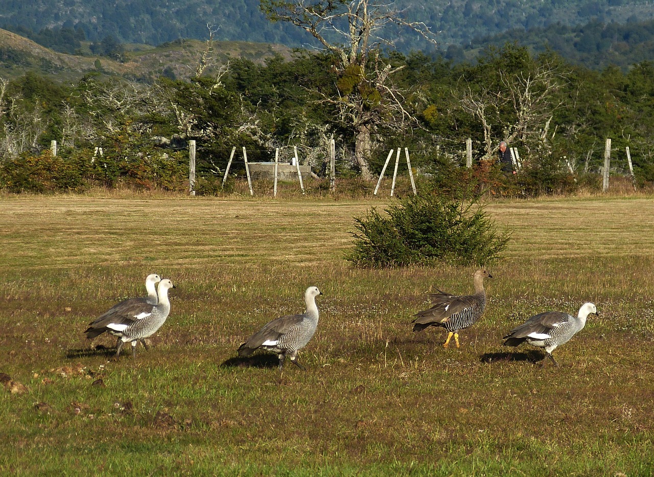 chile south america patagonia free photo