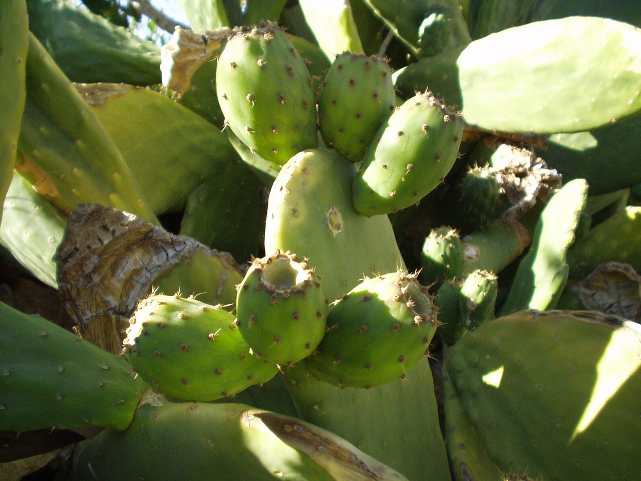 chile cactus prickly pear free photo