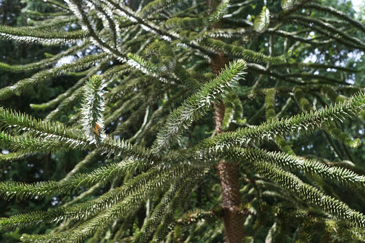 chile fir tree free photo