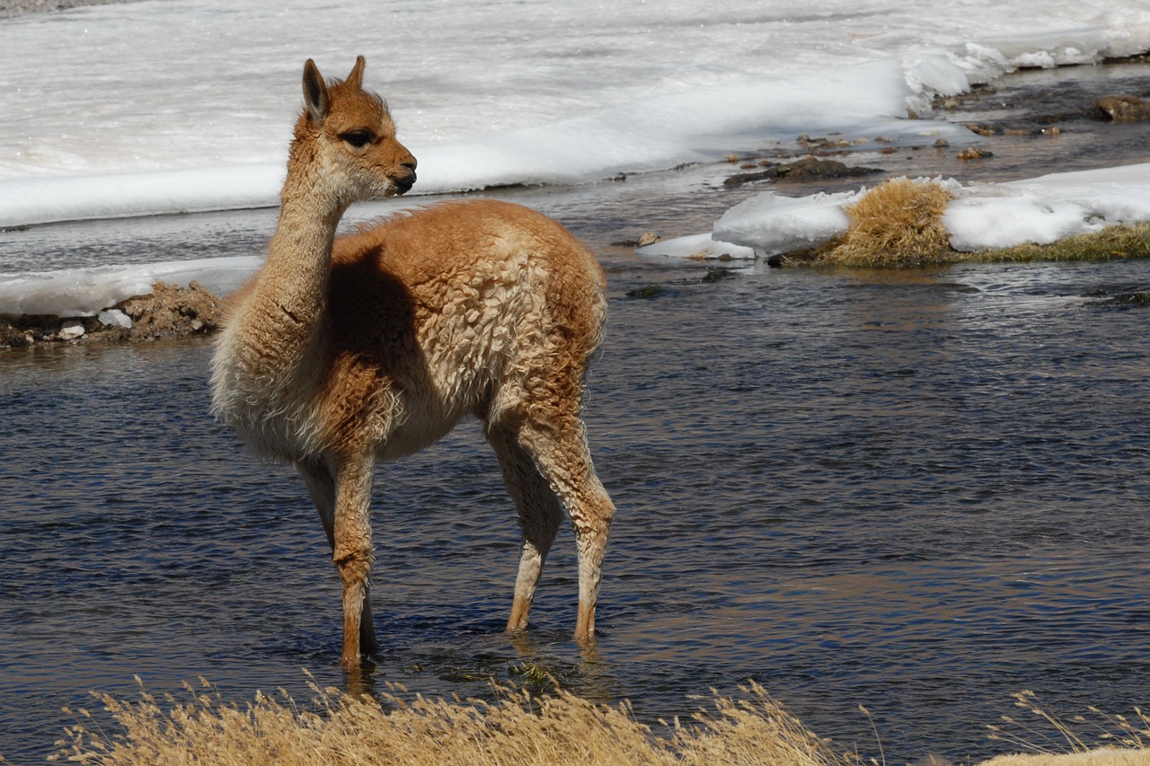 chile andes alpaca free photo