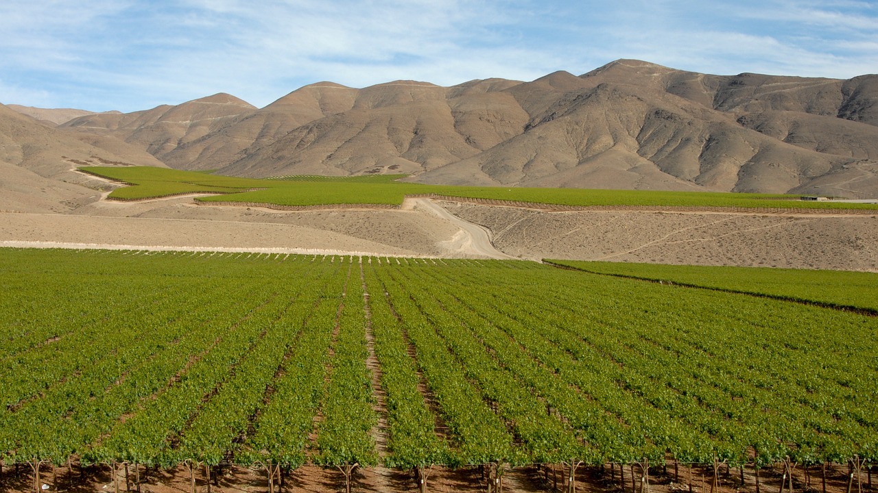 chile wine andes free photo