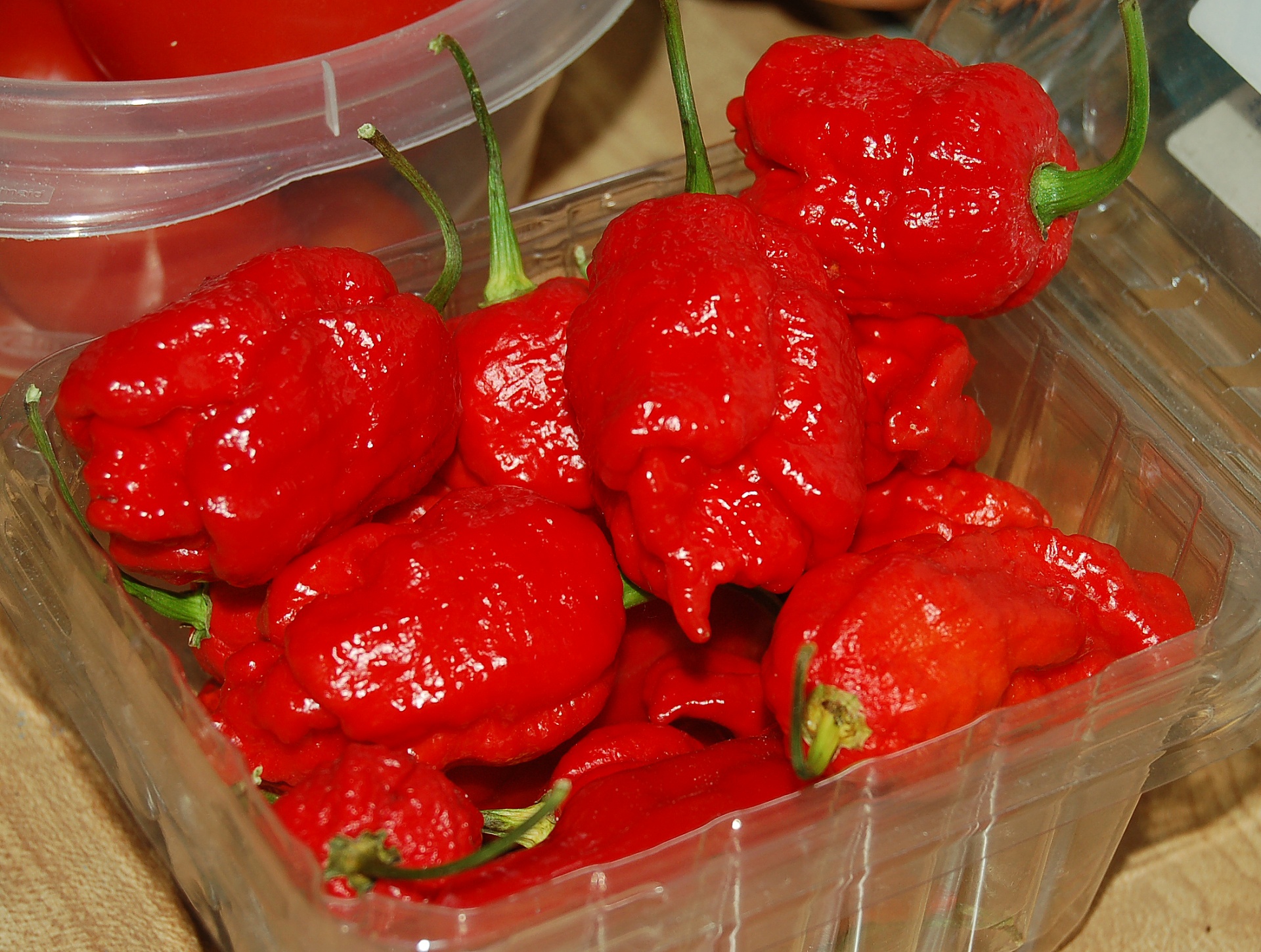 chile pepper hot pepper superhot free photo