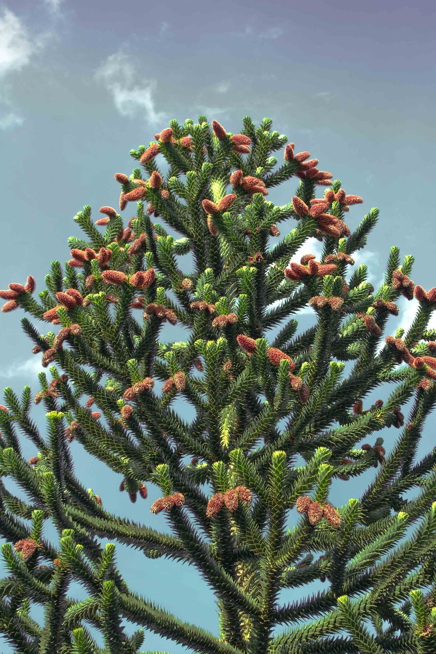 chile pine  araucana  araucaria araucana free photo