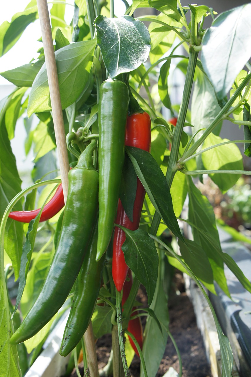 chili pepper vegetables free photo