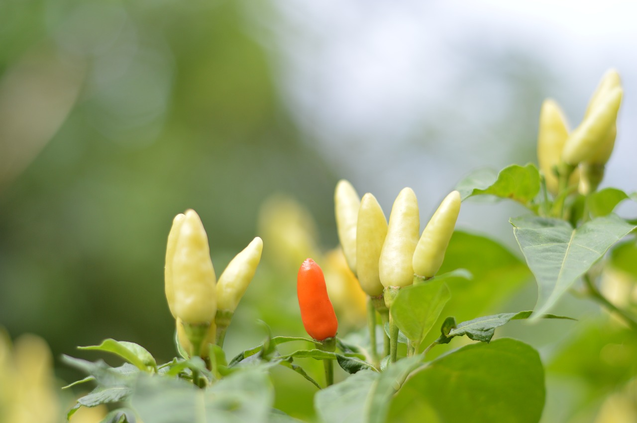 chili fruit trees tree free photo