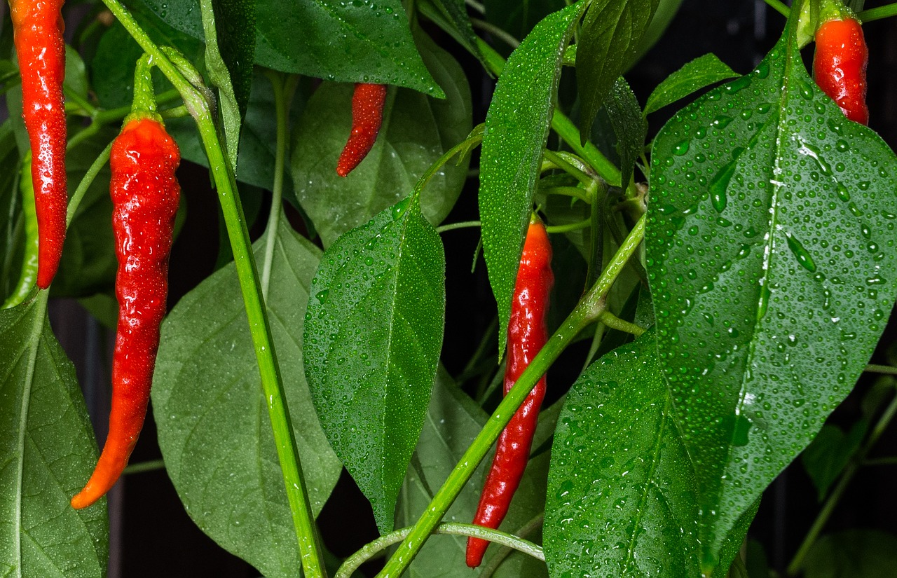 chili peper plant free photo