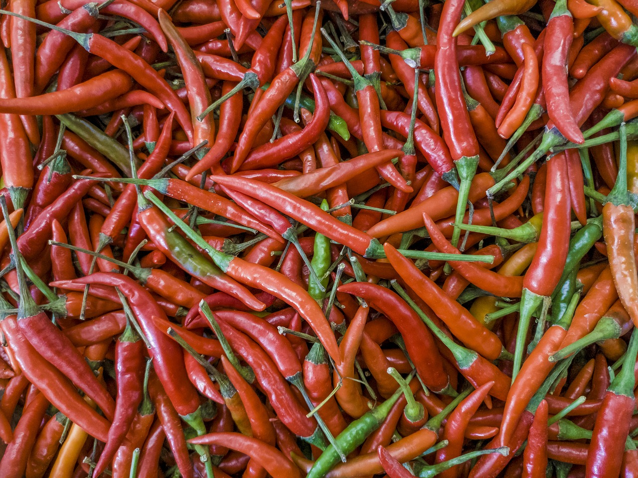 chili pepper red free photo