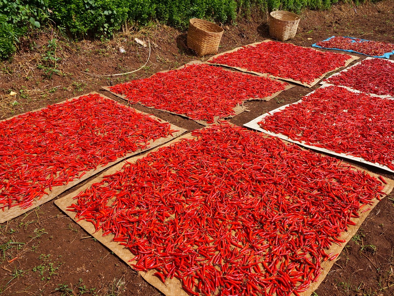 chili pepper red free photo