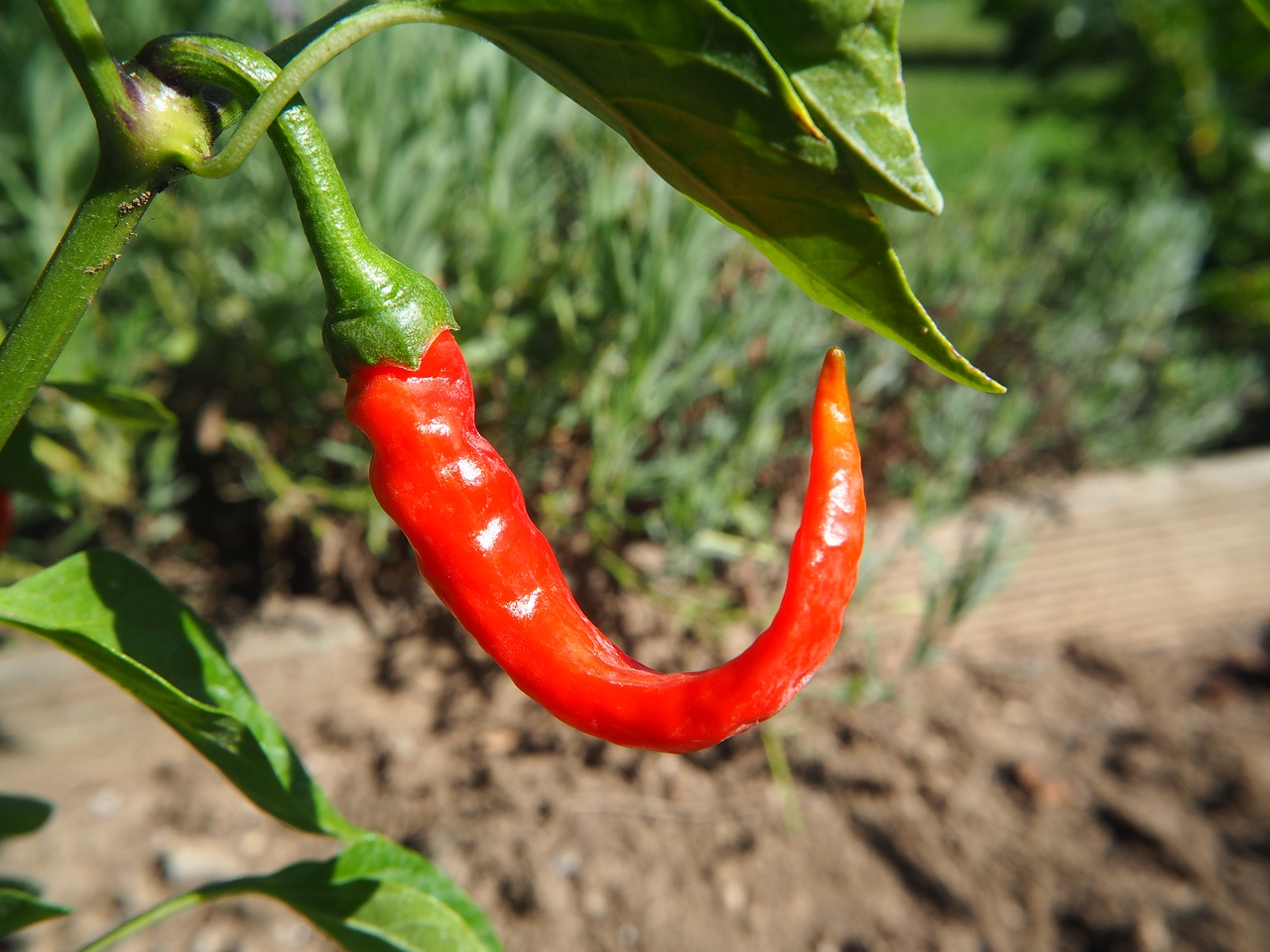 chili pepper sharp free photo