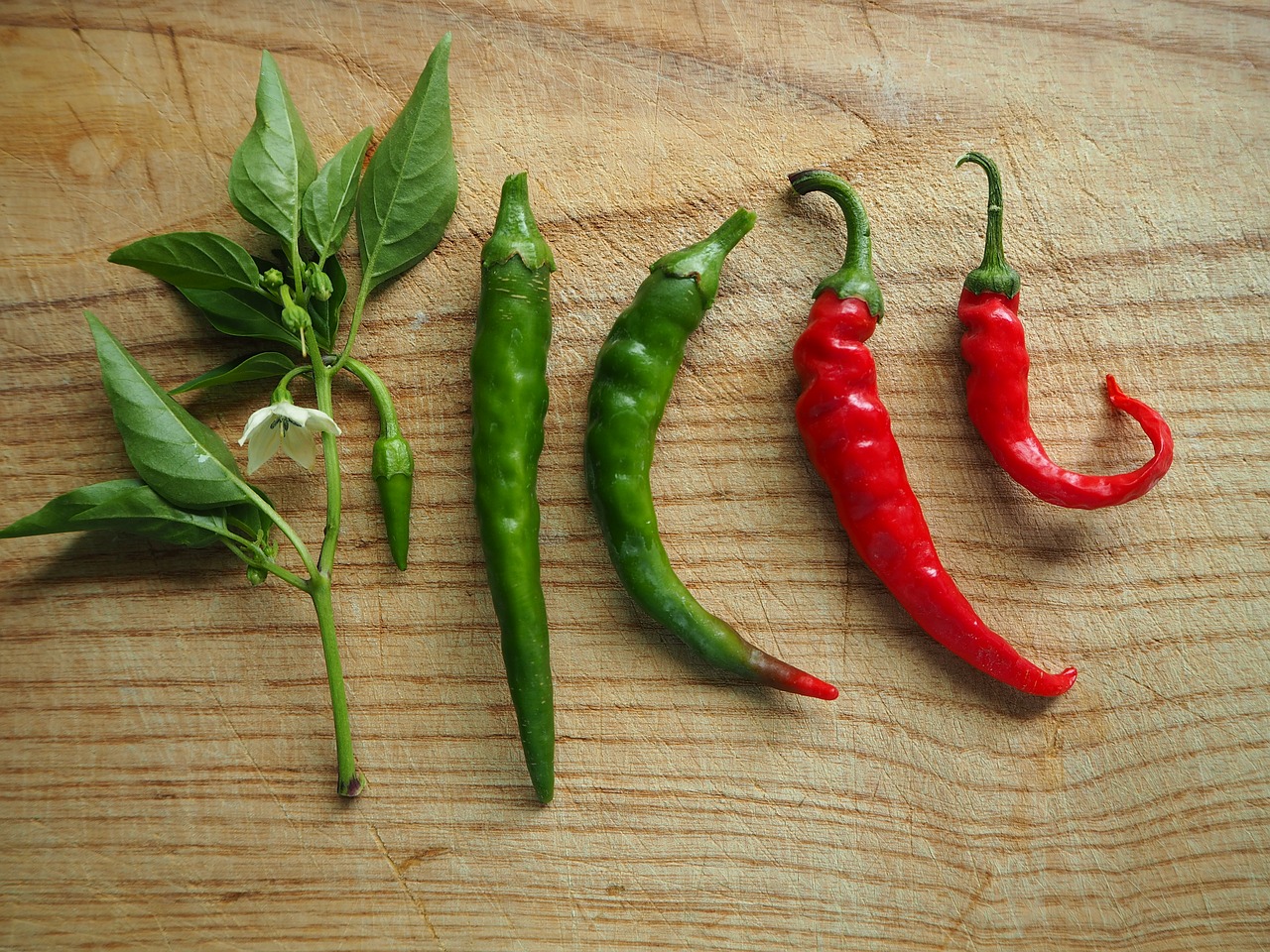 chili paprika sharp free photo