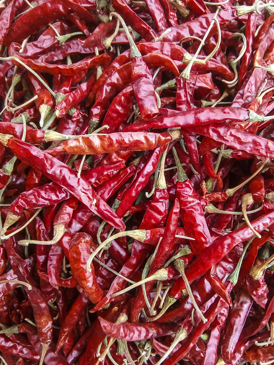 chili chilies spices free photo
