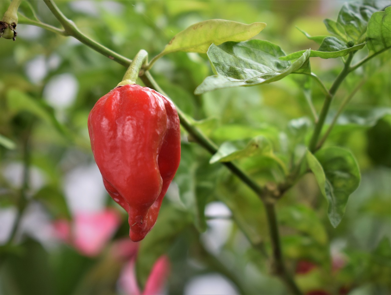 chili  food  spicy free photo