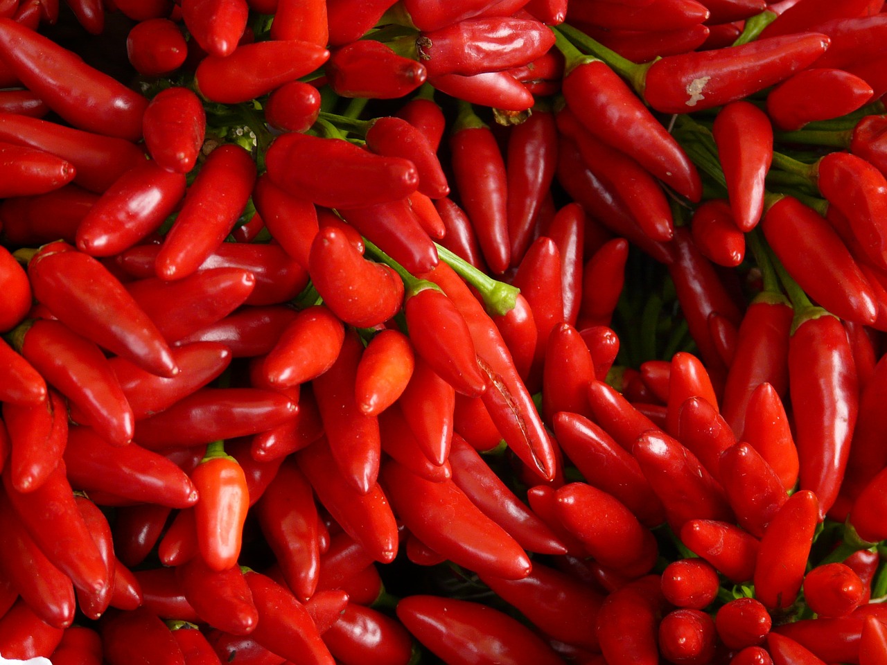 chili sharp red free photo