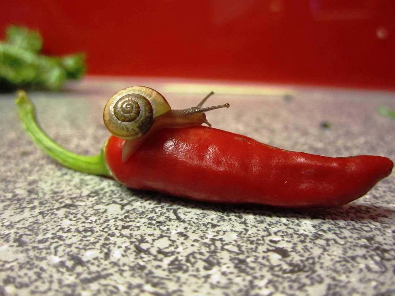 chili snail red free photo