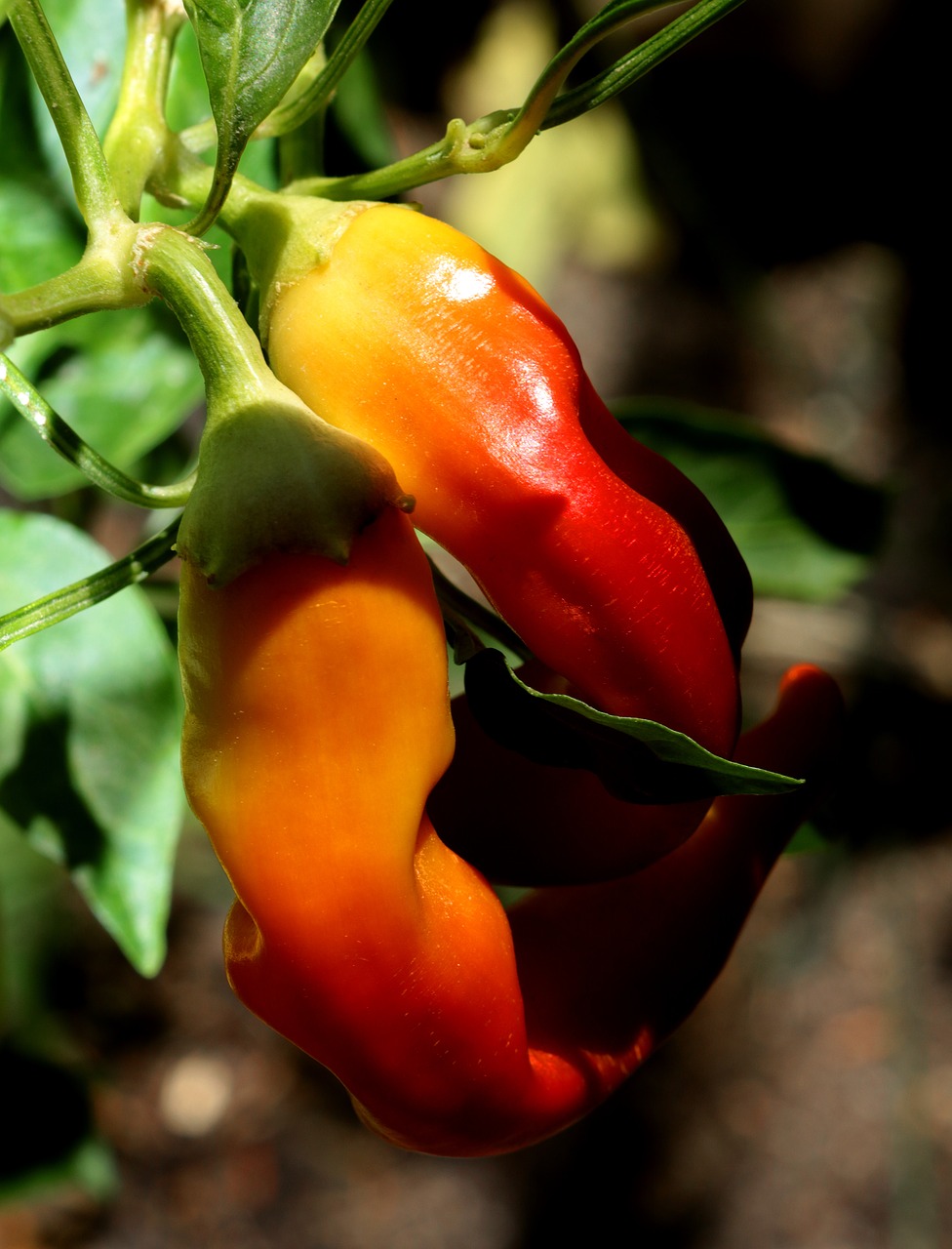 chili pepper yellow banana hot free photo