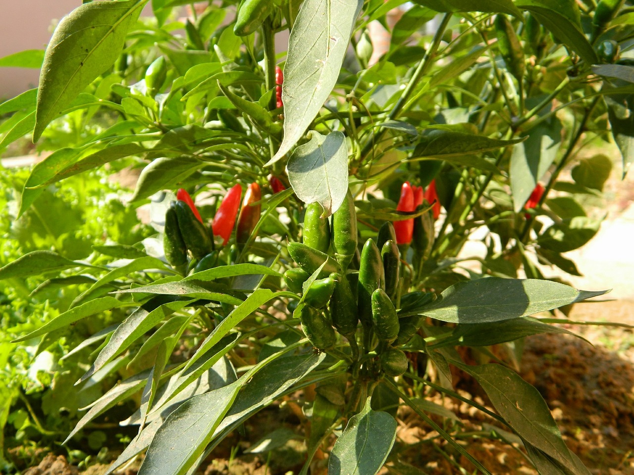 chili pepper spicy red free photo