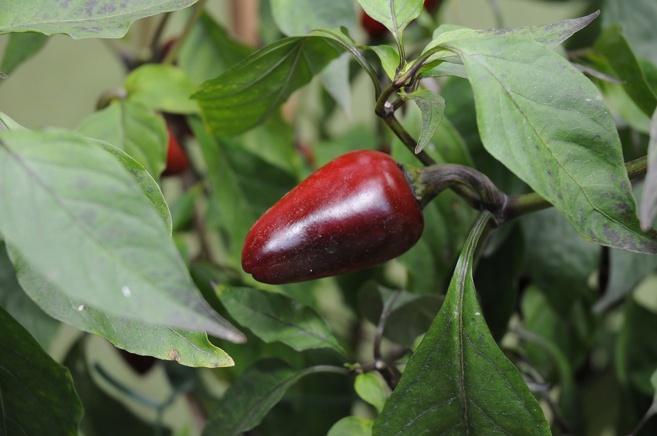 chili pepper loco plant free photo