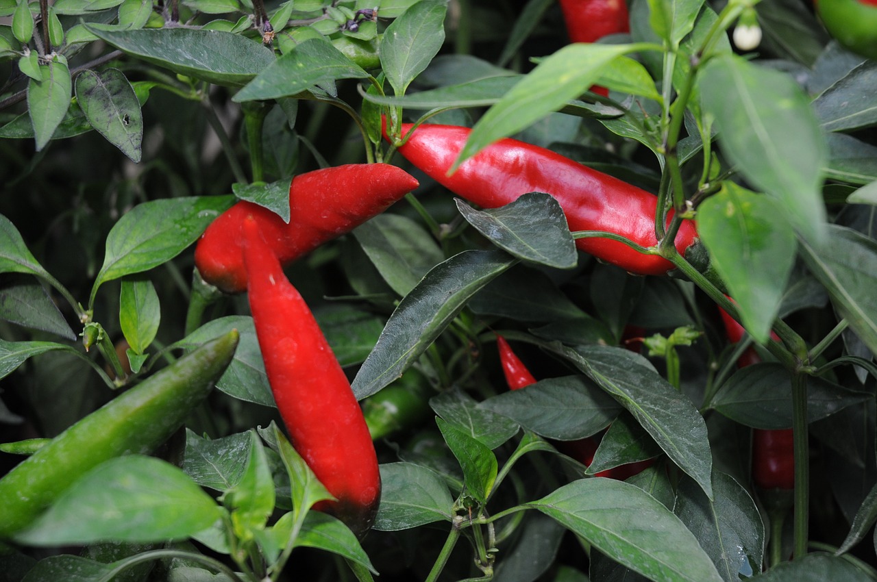chili pepper plantation serra free photo