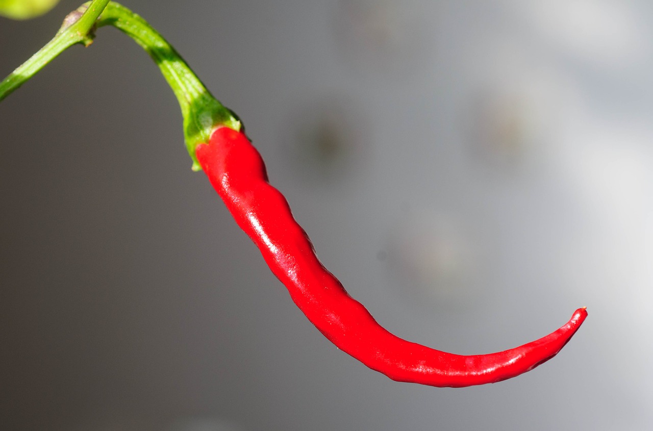 chili peppers chili pod free photo