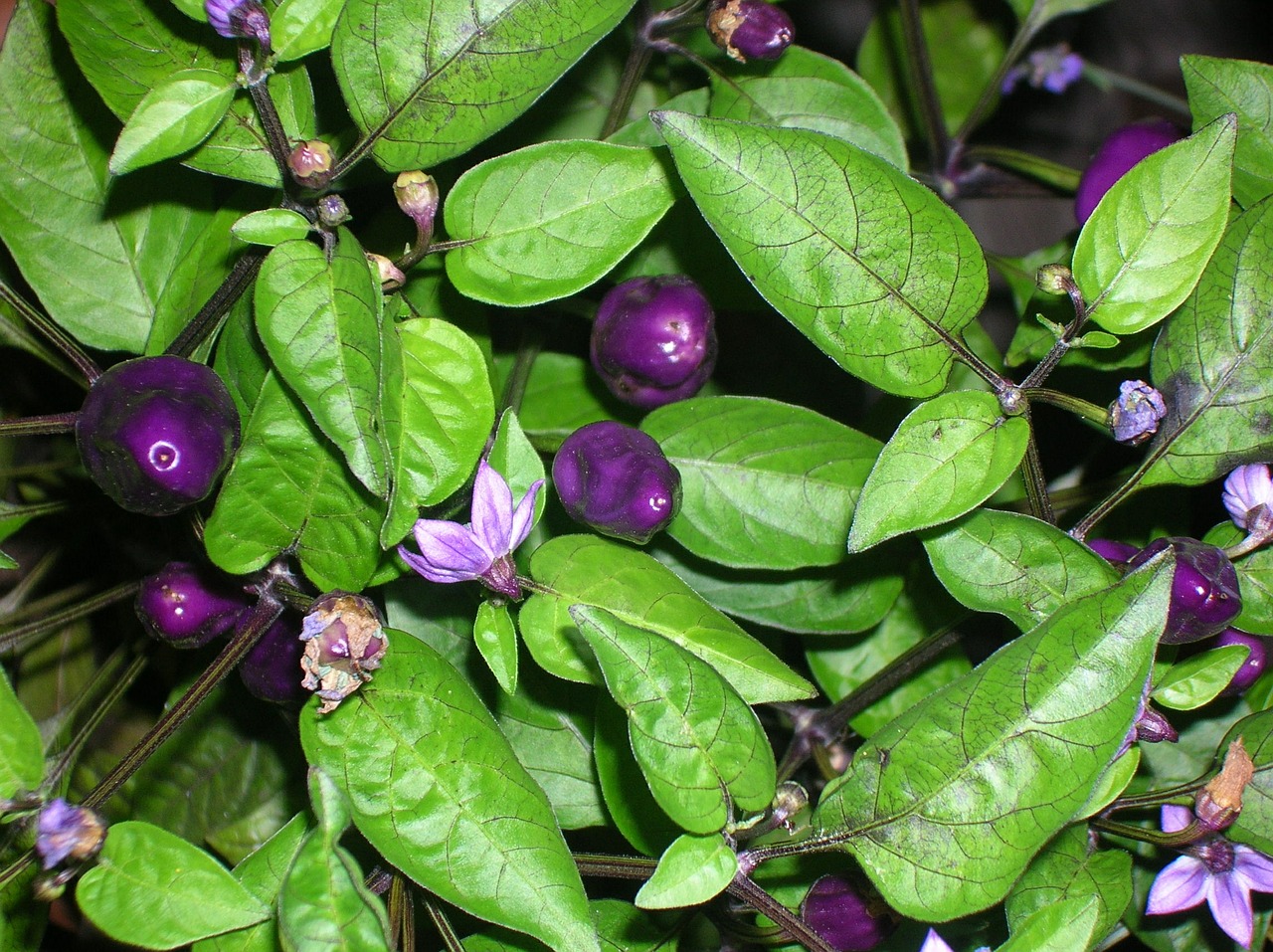 chilis purple violet free photo