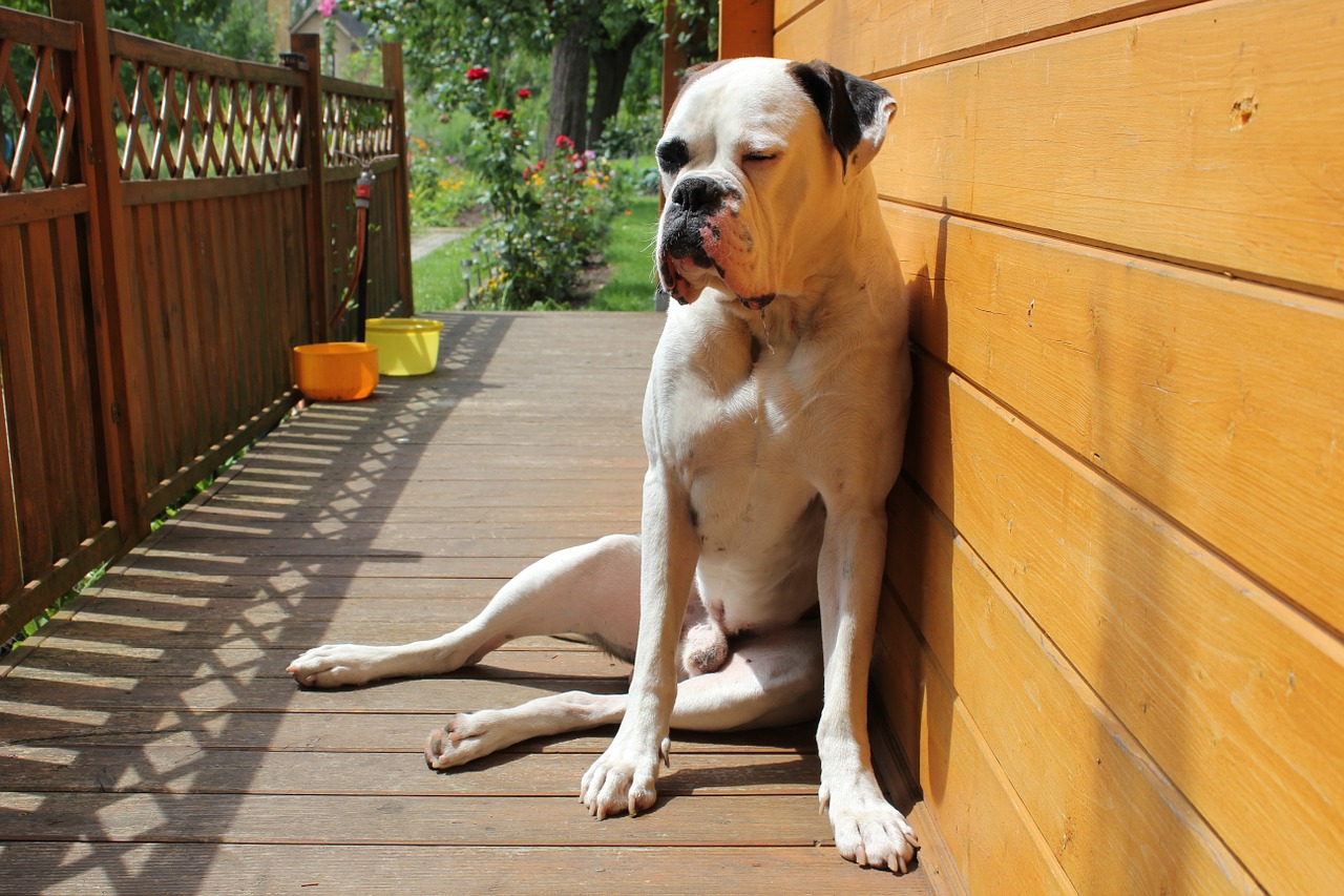 chill out dog boxer free photo