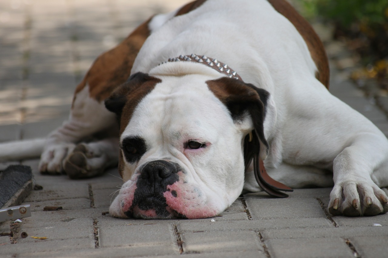 chill out dog boxer free photo